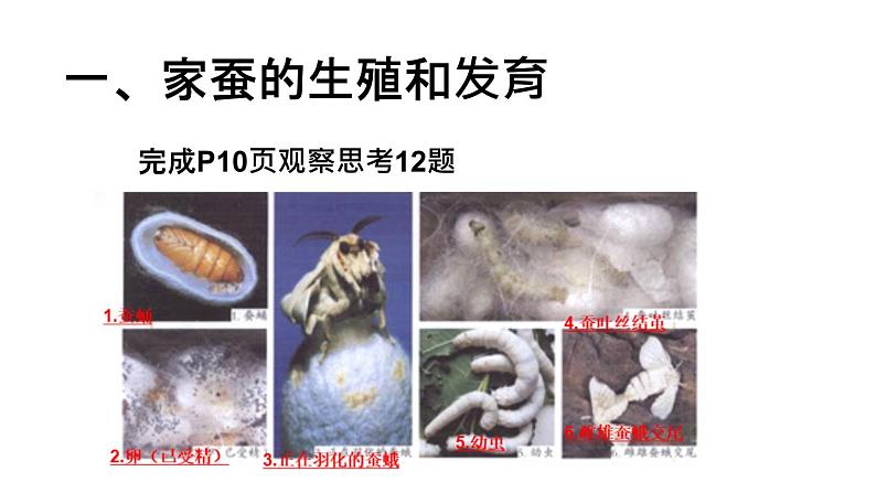 人教版部编八年级下生物7.1.2昆虫的生殖和发育 精品课件含视频素材第8页