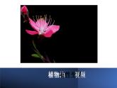 人教版部编八年级下生物7.1.1 植物的生殖精品课件含视频素材