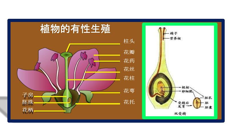 人教版部编八年级下生物7.1.1 植物的生殖精品课件含视频素材04