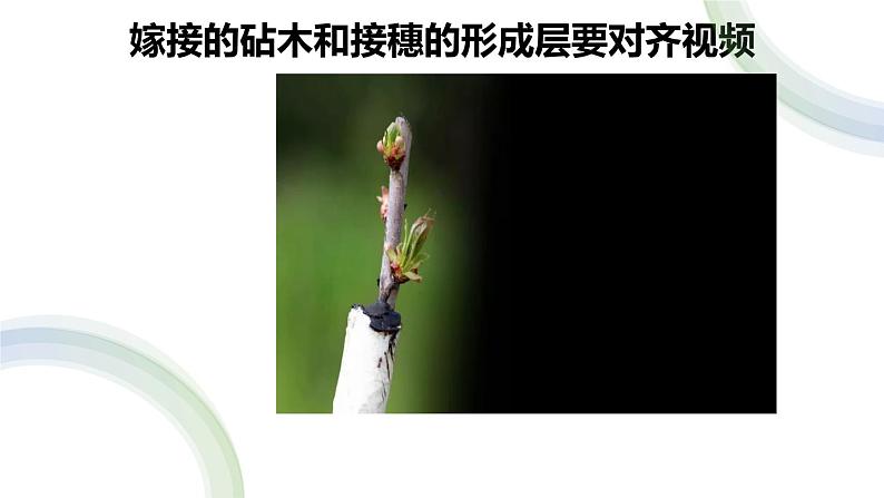 人教版部编八年级下生物7.1.1 植物的生殖精品课件含视频素材07