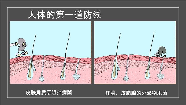 人教版部编八年级下生物8.1.2免疫与计划免疫 精品课件含视频素材第6页