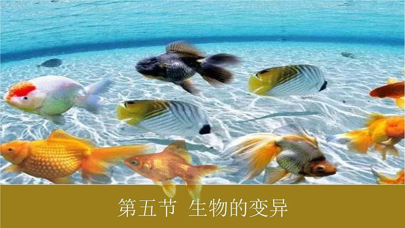 人教版部编八年级下生物7.2.5生物的变异 精品课件第1页