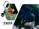 人教版部编八年级下生物7.2.5生物的变异 精品课件