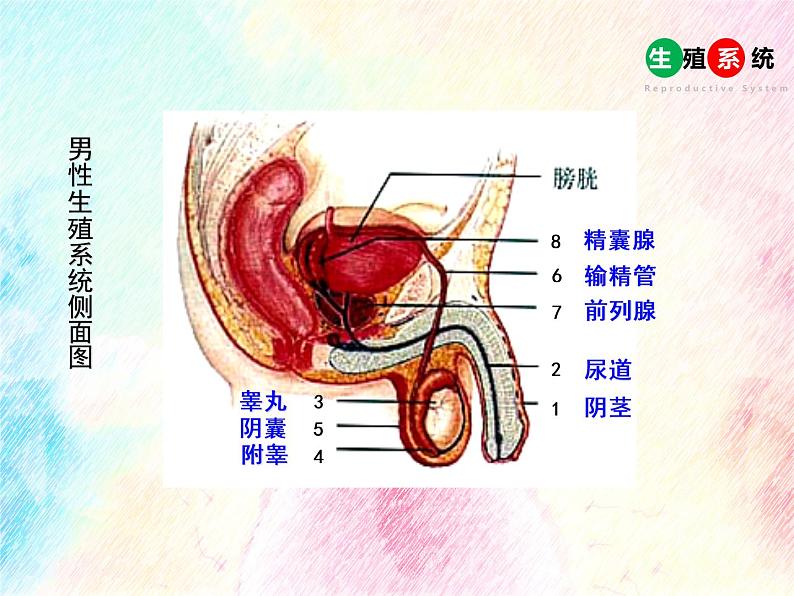 4.1.2《人的生殖》 第一课时 PPT课件07