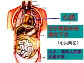 4.4.3 输送血液的泵——心脏 课件 人教版七年级生物下册