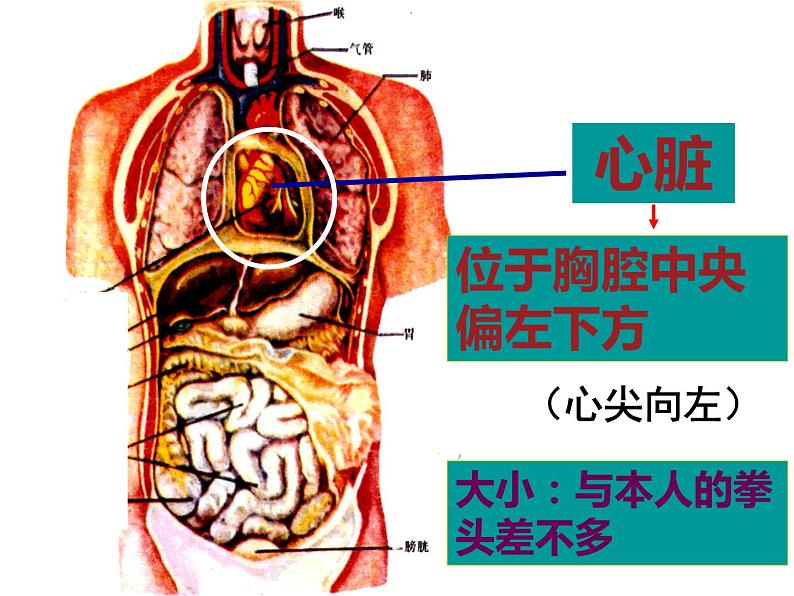 4.4.3 输送血液的泵——心脏 课件 人教版七年级生物下册第2页