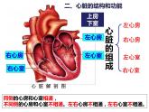 4.4.3 输送血液的泵——心脏 课件 人教版七年级生物下册