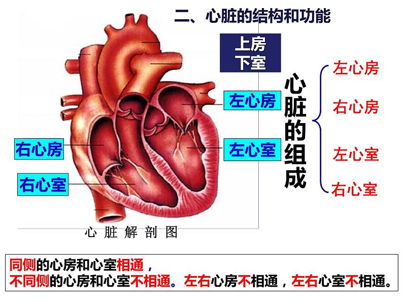 4.4.3 输送血液的泵——心脏 课件 人教版七年级生物下册第5页