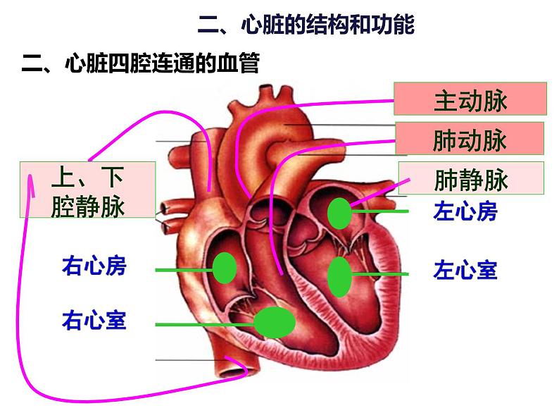 4.4.3 输送血液的泵——心脏 课件 人教版七年级生物下册第6页