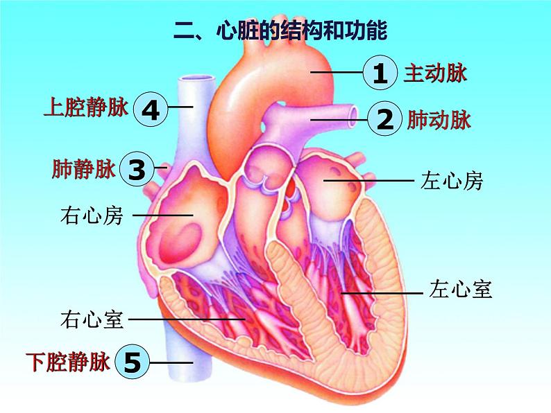 4.4.3 输送血液的泵——心脏 课件 人教版七年级生物下册第7页