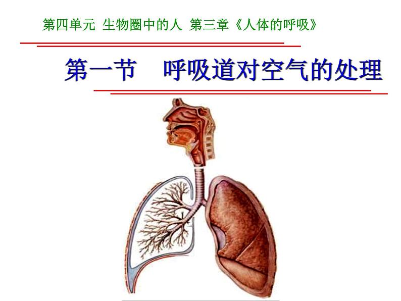 4.3.1 呼吸道对空气的处理 课件01