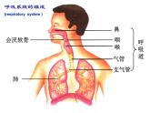 4.3.1 呼吸道对空气的处理 课件