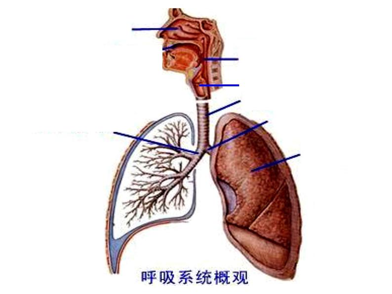 4.3.1 呼吸道对空气的处理 课件04