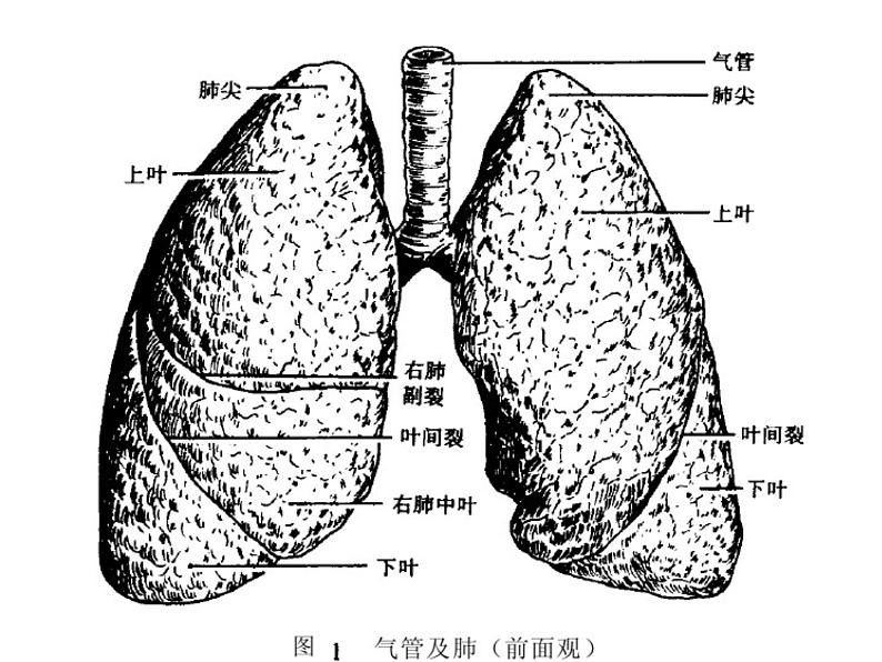 4.3.1 呼吸道对空气的处理 课件05