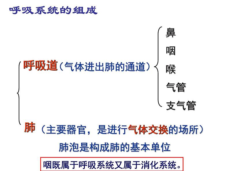 4.3.1 呼吸道对空气的处理 课件07