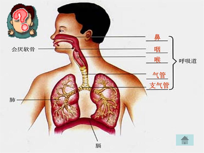 2020-2021学年人教版七年级下册生物：4.3.1呼吸道对空气的处理 课件第5页