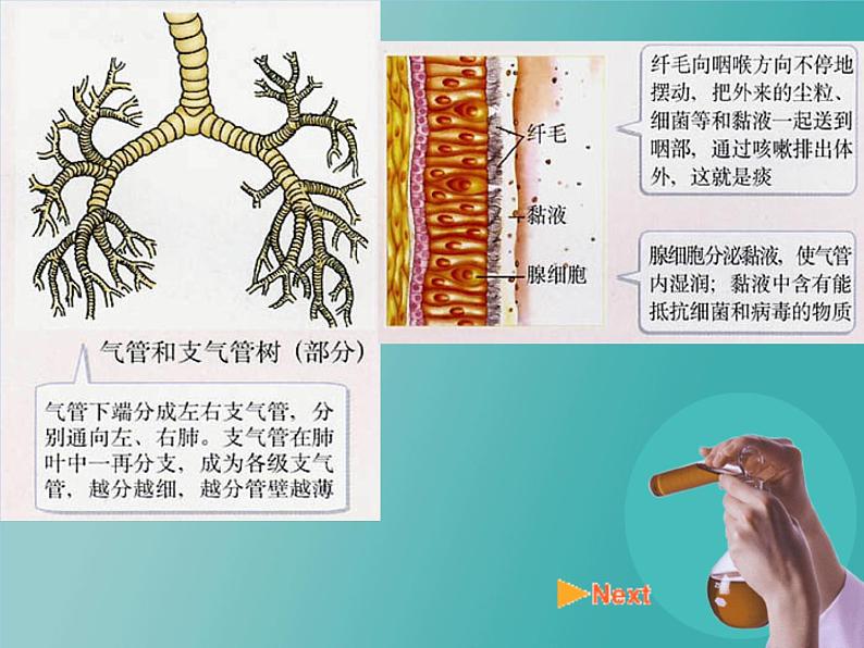 2020-2021学年人教版七年级下册生物：4.3.1呼吸道对空气的处理 课件第7页