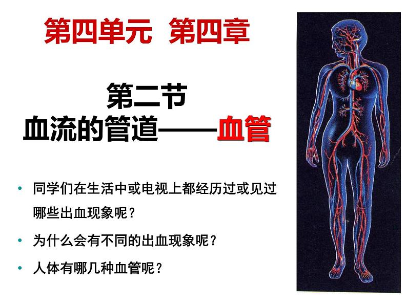 4.4.2 血流的管道——血管 课件 人教版七年级生物下册01