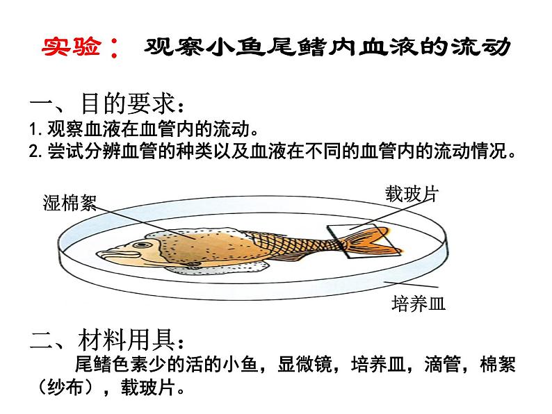 4.4.2 血流的管道——血管 课件 人教版七年级生物下册03