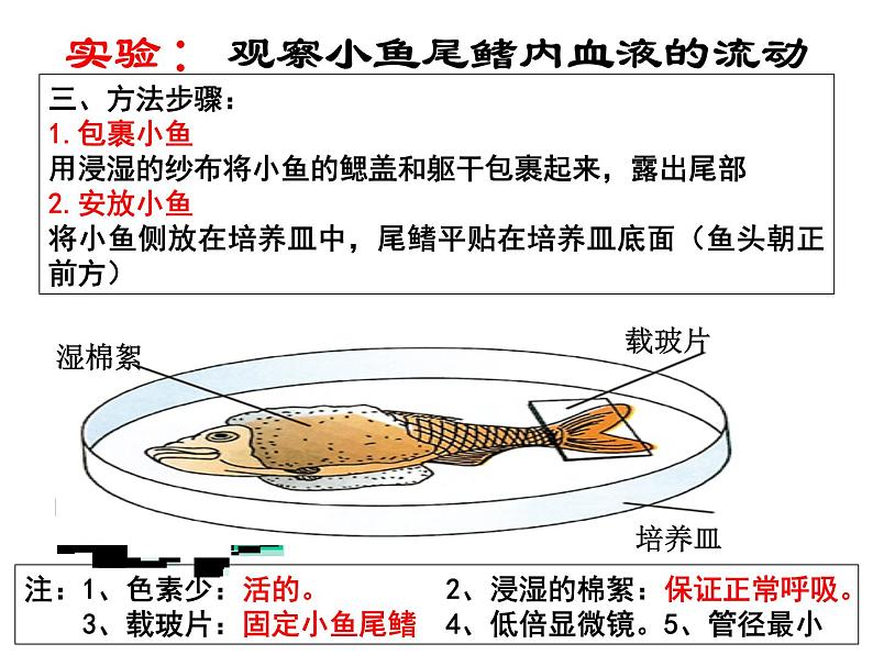 4.4.2 血流的管道——血管 课件 人教版七年级生物下册04