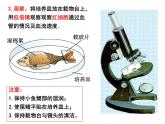 4.4.2 血流的管道——血管 课件 人教版七年级生物下册