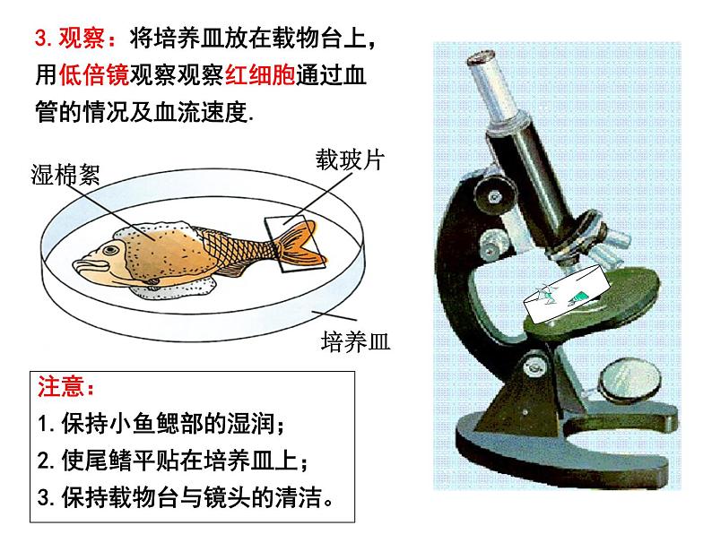 4.4.2 血流的管道——血管 课件 人教版七年级生物下册05