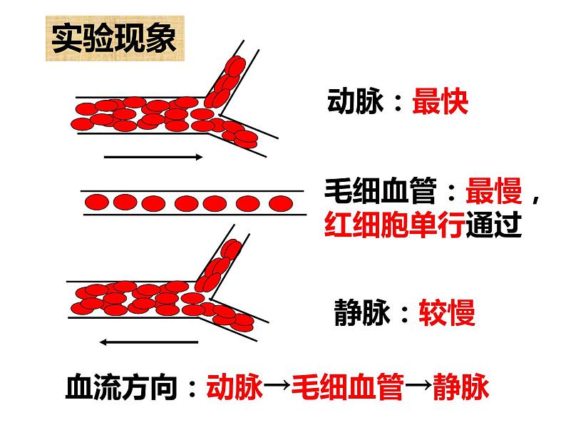 4.4.2 血流的管道——血管 课件 人教版七年级生物下册06