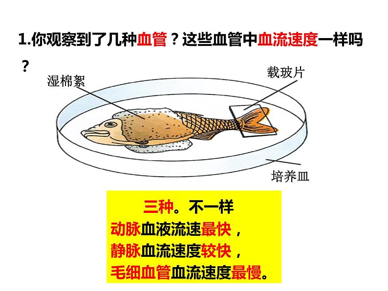 4.4.2 血流的管道——血管 课件 人教版七年级生物下册07