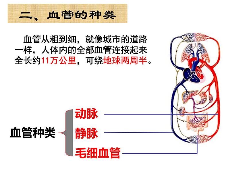 4.4.2 血流的管道——血管 课件 人教版七年级生物下册08