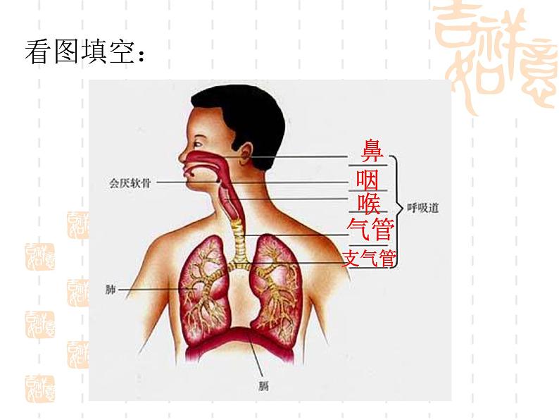 人教版七下第四单元第三章第一节呼吸道对空气的处理 课件04