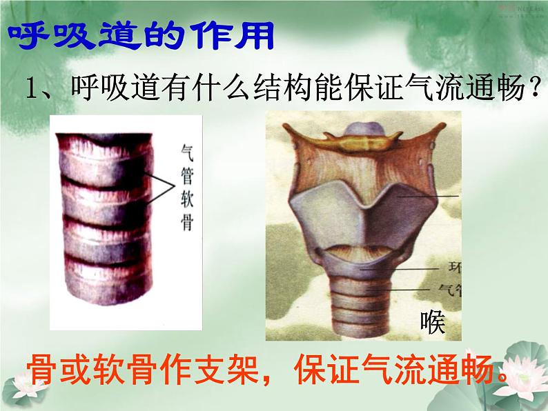 人教版七下第四单元第三章第一节呼吸道对空气的处理 课件05