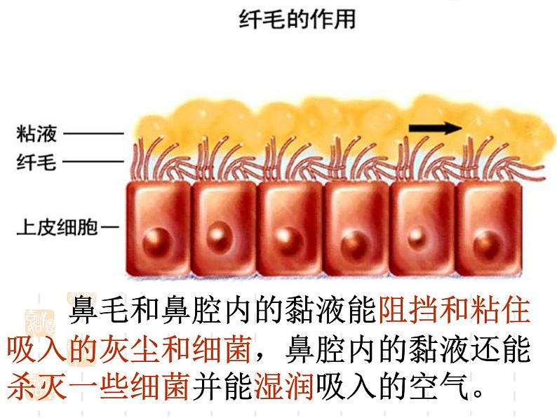 人教版七下第四单元第三章第一节呼吸道对空气的处理 课件06