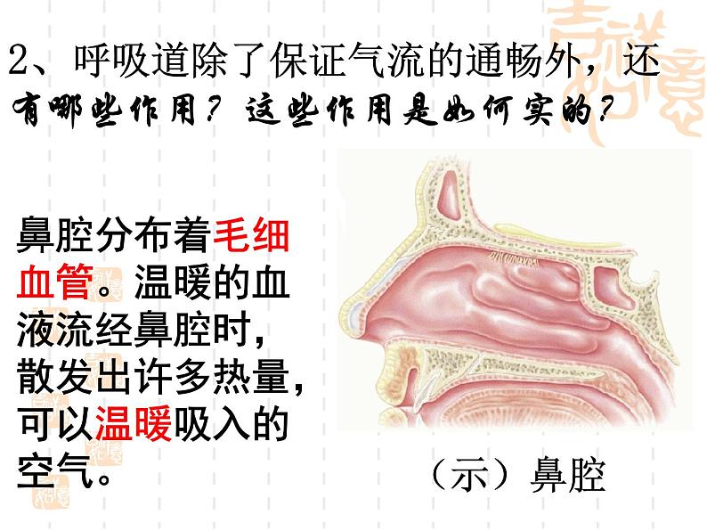 人教版七下第四单元第三章第一节呼吸道对空气的处理 课件07