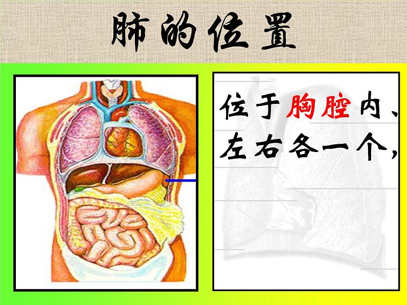 2020-2021学年人教版七年级下册生物：4.3.2发生在肺内的气体交换 课件第2页