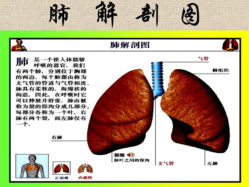 2020-2021学年人教版七年级下册生物：4.3.2发生在肺内的气体交换 课件第3页