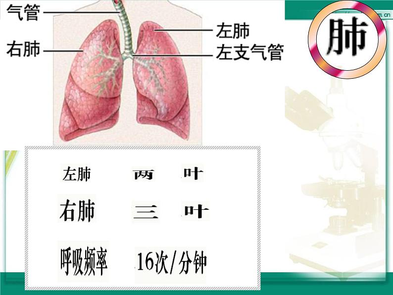 2020-2021学年人教版七年级下册生物：4.3.2发生在肺内的气体交换 课件第4页