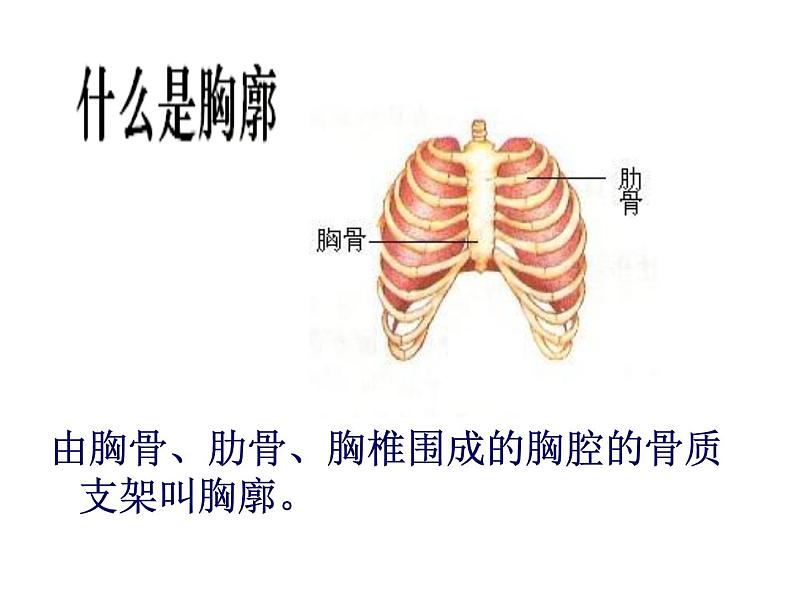 2020-2021学年人教版七年级下册生物：4.3.2发生在肺内的气体交换 课件第6页