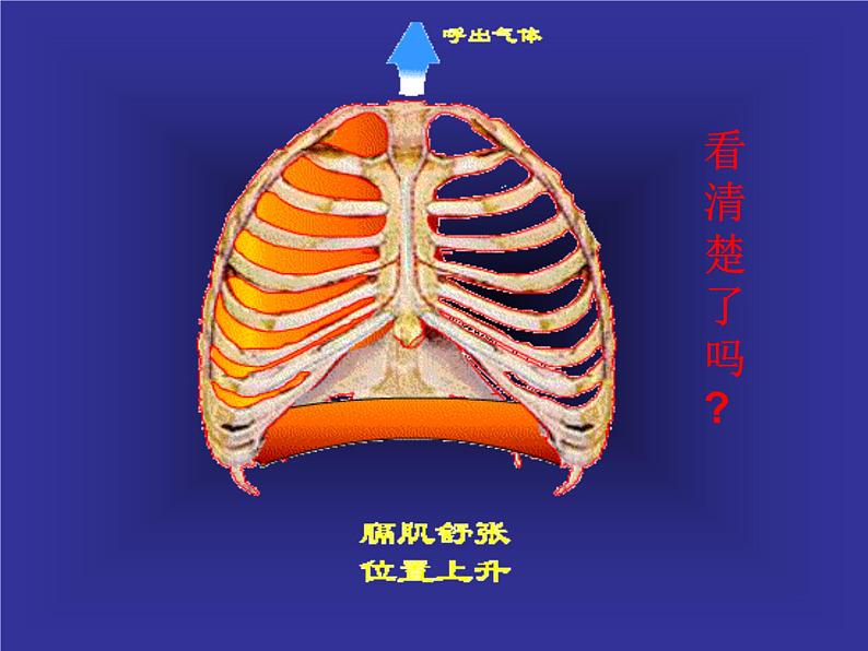 2020-2021学年人教版七年级下册生物：4.3.2发生在肺内的气体交换 课件第7页