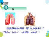 2020--2021学年人教版七年级下册生物4.3.2发生在肺内的气体交换 课件