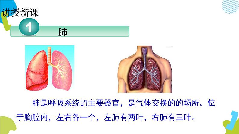 2020--2021学年人教版七年级下册生物4.3.2发生在肺内的气体交换 课件第4页