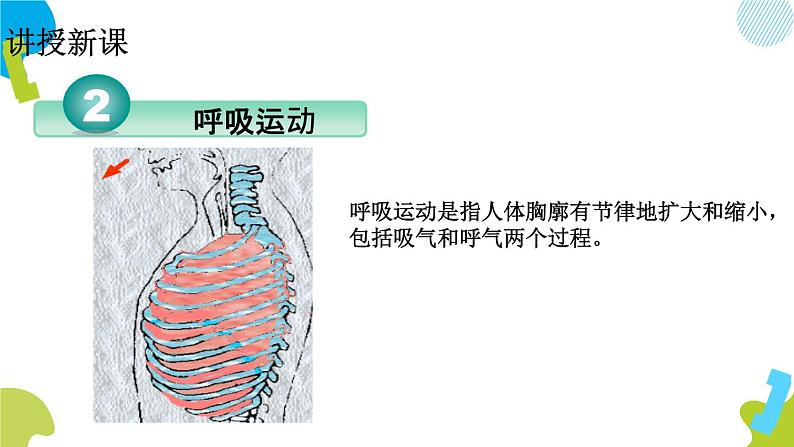 2020--2021学年人教版七年级下册生物4.3.2发生在肺内的气体交换 课件第5页