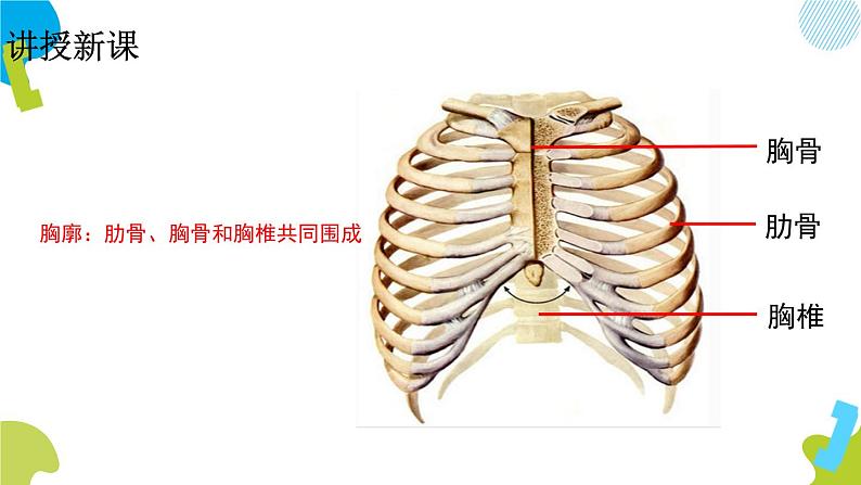 2020--2021学年人教版七年级下册生物4.3.2发生在肺内的气体交换 课件第6页