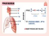 人教版七年级下册生物课件  4.3.1 呼吸道对空气的处理