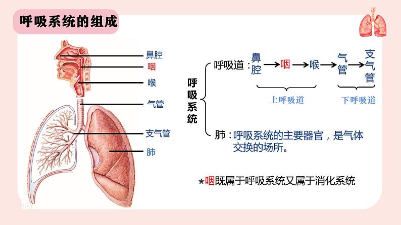 人教版七年级下册生物课件  4.3.1 呼吸道对空气的处理04