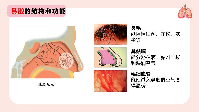 人教版七年级下册生物课件  4.3.1 呼吸道对空气的处理05