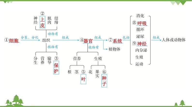 2021年中考生物北师大版复习 第4章 生物体的结构层次课件05