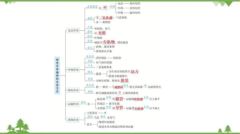 2021年中考生物北师大版复习 第5章 绿色开花植物的生活方式 课件05