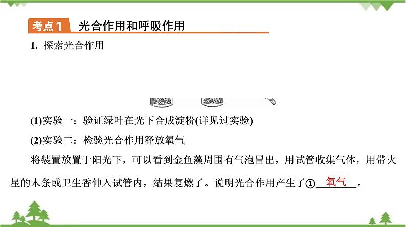 2021年中考生物北师大版复习 第5章 绿色开花植物的生活方式 课件07