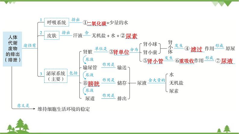 2021年中考生物北师大版复习 第11章 人体代谢废物的排出 课件05