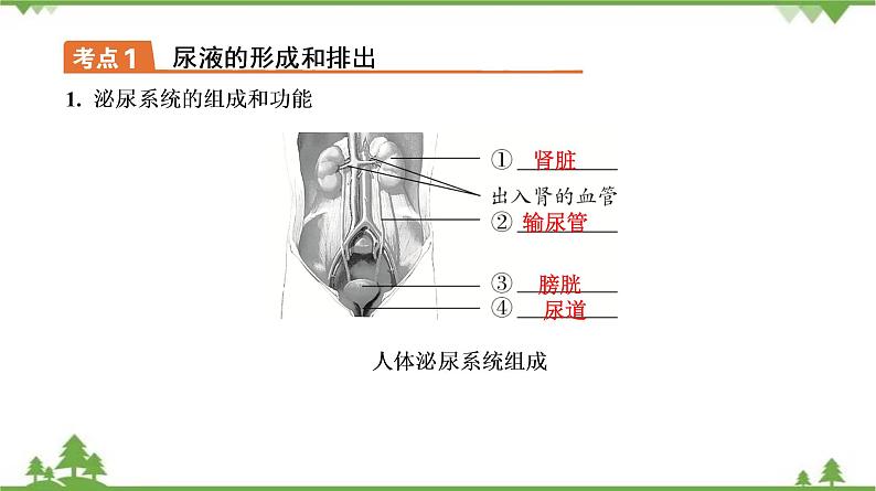 2021年中考生物北师大版复习 第11章 人体代谢废物的排出 课件07